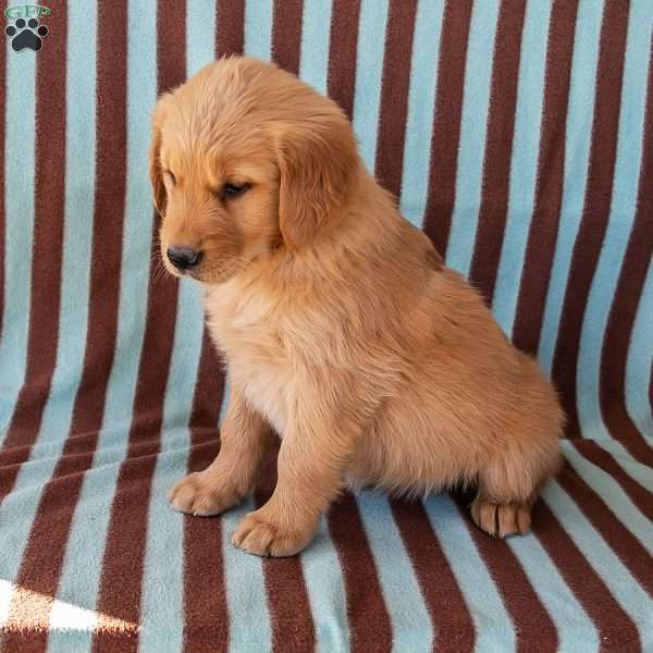 Robin, Golden Retriever Puppy